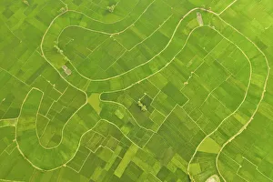 Earth from Above Gallery: Paddy field, Bogura, Bangladesh