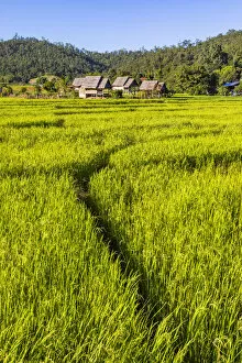 Images Dated 5th August 2020: Paddy fields, Pai, Mae Hong Son province, Northern Thailand, Thailand