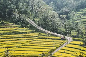 Images Dated 17th January 2017: Paddy fields in Sidemen valley, Rendang, Karangasem Regency, Bali, Indonesia