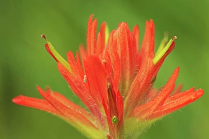 Wild Flower Prints: Painbrush (Castilleja sp) at Bow Lake, Banff National Park, Alberta, Canada