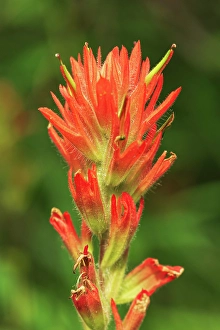 Wild Flower Prints: Painbrush (Castilleja sp) at Bow Lake, Banff National Park, Alberta, Canada