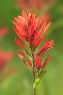 Wild Flower Prints: Painbrush (Castilleja sp) at Bow Lake, Banff National Park, Alberta, Canada