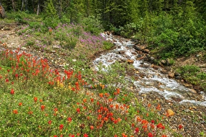 Artist Prints: Paintbrush Castelija sp) and fireweed (Epilobium sp)