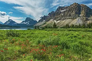 Bow Lake Prints: Paintbrush (Castelija sp) and other WIldflowers in meadow on north side of Bow Lake