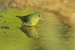 Seasonal Resident Prints: Painted bunting (Passerina ciris) Juvenile male drinking and bathing
