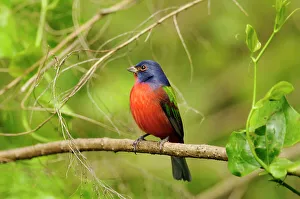 Deep South Prints: Painted bunting (Passerina ciris) Male, Corkscrew Swamp Sanctuary, Naples, Florida, USA