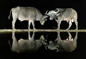 Pair Prints: Pair of Cape Buffalo reflected in floodlit watering hole