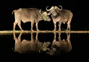 Pair Prints: Pair of Cape Buffalo reflected in floodlit watering hole