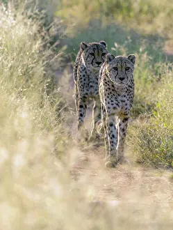 Namibian Prints: Pair of cheetah walking through grassland, Okonjima Nature Reserve, Namibia