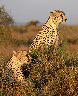 Pair Prints: Pair of cheetah, Zimanga Private Game Reserve, Natal, South Africa