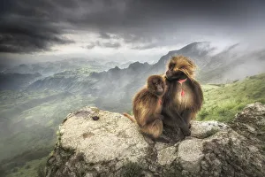 African Alps Prints: a pair of Gelada baboon in Simien Mountains National Park, Northern Ethiopia