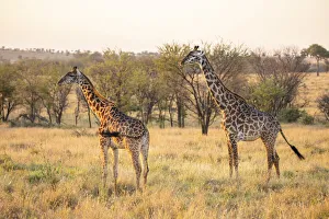 Images Dated 11th November 2020: A pair of giraffe in the Serengeti, Serengeti National Park, Tanzania