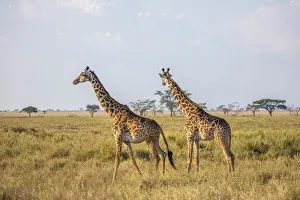 A pair of giraffe in the Serengeti, Serengeti National Park, Tanzania