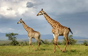 Pair Prints: Pair of Giraffe walking across grassland