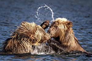 Cubs Prints: A pair of grizzly cubs spar in Chilko Lake, British Columbia, Canada