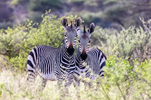 Zebra Prints: A pair of Hartmann's Mountain zebra, Okonjima Nature Reserve, Namibia, Africa