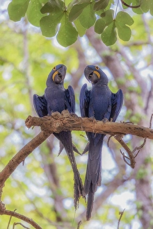 Pair Prints: A pair of hyacinth macaw (Anodorhynchus hyacinthinus)