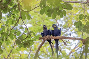 Pair Prints: A pair of hyacinth macaw (Anodorhynchus hyacinthinus)