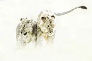 Rift Valley Prints: a pair of Lion (panthera leo) in the msai mara national reserve, kenya