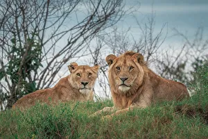 Afica Prints: A pair of lions in the maasaimara, kenya