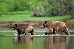 Low Tide Prints: A pair of mating bears walking in the water at low tide in the Khutzeymateen Grizzly Bear Sanctuary in British Columbia