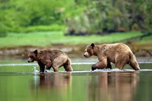 Low Tide Prints: A pair of mating grizzlies walk through the water at low tide in the Khutzeymateen Grizzly Bear Sanctuary