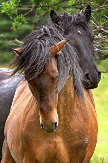 Stallion Prints: A pair of mating wild horses in Alberta, Canada