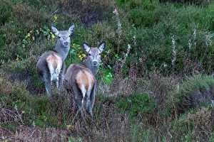 Deer Prints: Pair of Red Deer, Scotland
