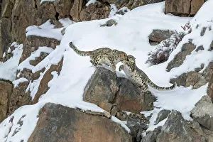 Fighting Prints: A pair of snow leopards fighting in Spiti Valley, Himachal Pradesh, India