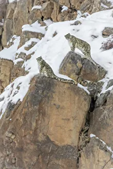 Himalaya Prints: A pair of snow leopards in Spiti Valley, Himachal Pradesh, India