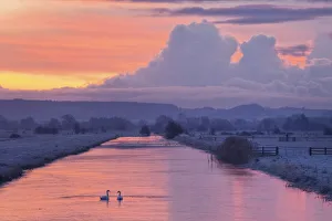 Pair Prints: Pair of swans on Kings Sedgemoor Drain, Somerset Levels, Somerset, England