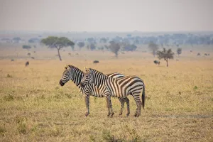 Images Dated 11th November 2020: A pair of zebra in the Serengeti, Serengeti National Park, Tanzania