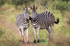 Zebra Prints: Pair of zebra, Zimanga Private Game Reserve, Natal, South Africa