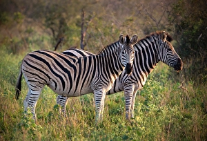 Zebra Prints: Pair of zebra, Zimanga Private Game Reserve, Natal, South Africa