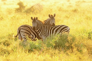Zebra Prints: Pair of zebra, Zimanga Private Game Reserve, Natal, South Africa