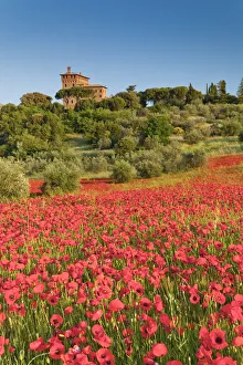 Poppies Prints: Palazzo Massaini & Field of Poppies, near Pienza, Tuscany, Italy