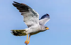 Southern Afirca Prints: Pale Chanting Goshawk in flight, Okonjima Nature Reserve, Namibia
