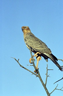 Wild Animals Gallery: Pale Chanting Goshawk juvenile