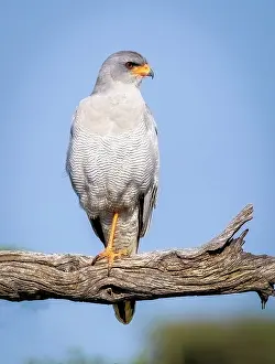 Namibian Prints: Pale Chanting Goshawk, Okonjima Nature Reserve, Namibia