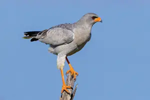 Southern Afirca Prints: Pale Chanting Goshawk, Okonjima Nature Reserve, Namibia