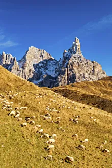 Pale di San Martino & Grazing Pecorino Sheep, Passo Rolle, Dolomites, Trentino-Alto Adige, Italy