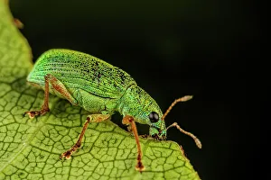 Simcoe County Prints: Pale Green Weevil (Polydrusus impressifrons), Thornton, Ontario, Canada