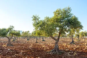 Palestine, West Bank, Ramallah and al-Bireh, Taybeh village