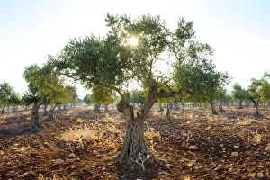 Images Dated 8th February 2019: Palestine, West Bank, Ramallah and al-Bireh, Taybeh village