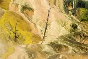 Carvings Prints: Palette Spring in winter