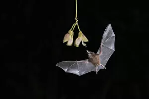Mammal Gallery: Pallass long-tongued Bat (Glossophaga soricina) feeding from Ox-eye vine (Mucuna spp