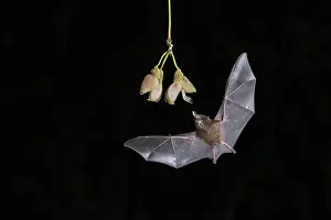 Nocturnal Prints: Pallass long-tongued Bat (Glossophaga soricina) feeding from Ox-eye vine (Mucuna spp