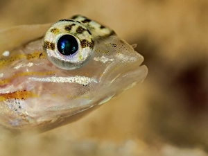 Tropical Fish Prints: Pallid Goby (Coryphopterus eidolon), Grand Cayman, Cayman Islands, British West Indies
