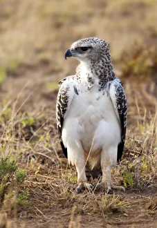 Ecosystem Prints: Pallid Harrier (Circus macrourus), Amboseli National Park, Kenya