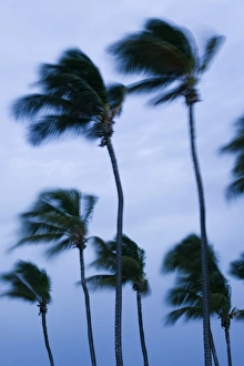 Oranjestad Gallery: Palm Beach, Aruba, Caribbean